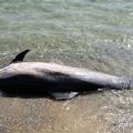 Μετά τις φώκιες, τώρα το δελφίνι