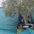 μηχάνημα ελιές