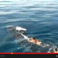 Φλόριντα: Κολύμπησε χωρίς κανένα φόβο πάνω σε φάλαινα - καρχαρία (βίντεο)