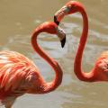 φλαμίγκο