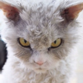 gata.png