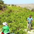  Ανταπόκριση των αμπελουργών στην ηλεκτρονική δήλωση συγκομιδής