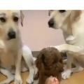 guiltydogs_twitter_1.jpg