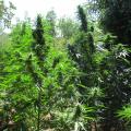 φυτεια δενδρύλλια κάνναβης ναρκωτικα.jpg