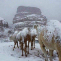 χιόνι σαουδική αραβία