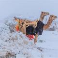 καμήλες κόβουν... βόλτες στο χιόνι