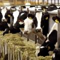 Δέσμευση 80 τόνων εισαγόμενων ζωοτροφών στον Πειραιά