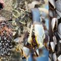 Gooseneck Barnacles