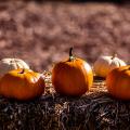 pumkin-3683156_960_720.jpg