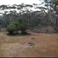 sosaustralia2.jpg