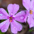 spring-flowers-rain.jpg