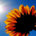 sunflower-660_3.png