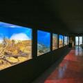 the-museum-of-natural-history-in-crete.jpg