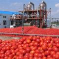 βιομηχανικη ντοματα