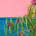 tropical-flowers-tropical-plant-urban-location-dmyz8s9.jpg