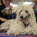 “Dog Show 2014” την Παρασκευή στο Ηράκλειο