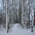 white_forrest_by_jerenes.jpg