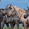 zebra.jpg