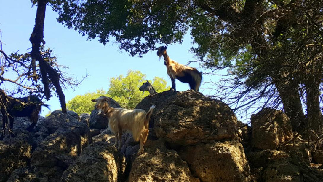 δάσος κρούστα