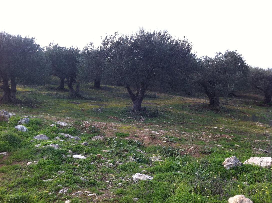 Αγωνία για την ελληνική πρόταση για τη νέα ΚΑΠ - Τι προτείνει ο ΣΕΔΗΚ