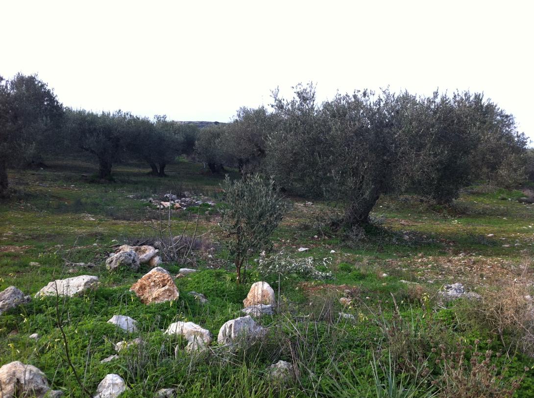   ΣΕΔΗΚ: Στο 81% η μείωση της Κρητικής ελαιοπαραγωγής 