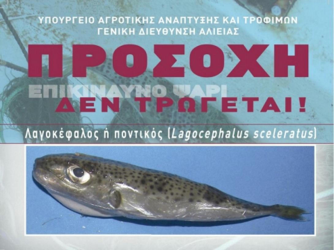 Προειδοποιήσεις και οδηγίες για τον επικίνδυνο λαγοκέφαλο από το Λιμεναρχείο Αγ.Νικολάου