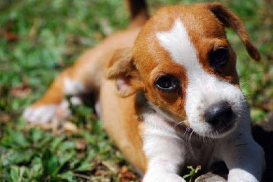 Τα μικρότερα ζώα προσβάλλονται πιο εύκολα από καρκίνο