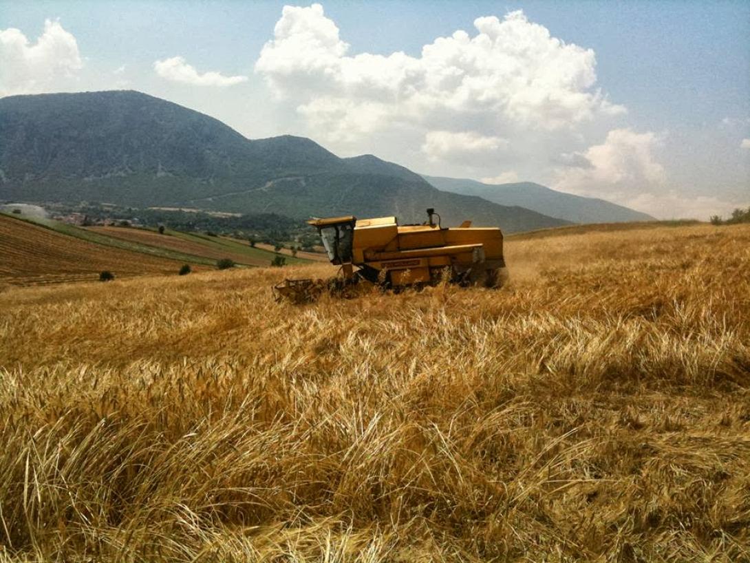 Δραματική μείωση της παραγωγής σιταριού