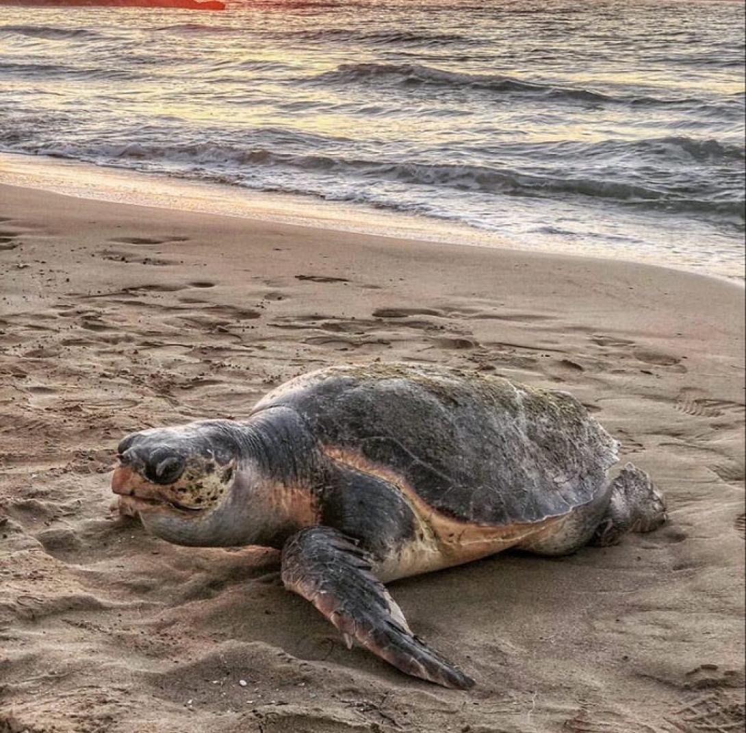 χελώνα γούβες
