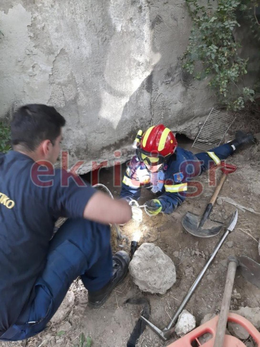 Η κλήση από την ζωόφιλη δράση κινητοποίησε τους πυροσβέστες.