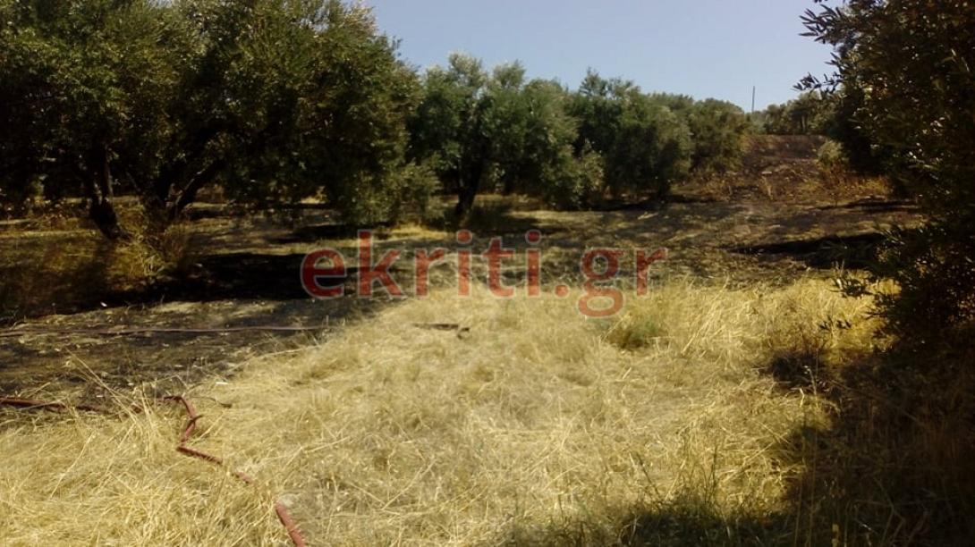 H καμένη έκταση μέσα στον ελαιώνα.