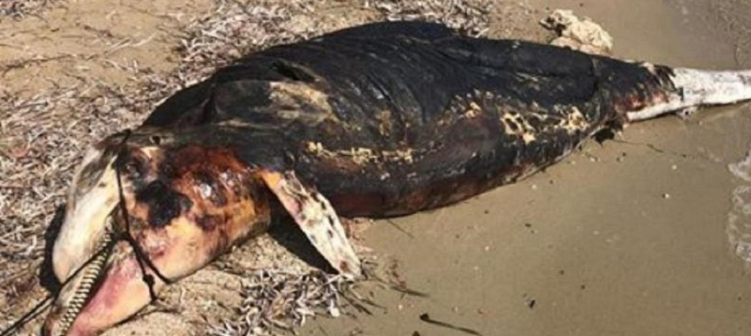 νεκρό δελφίνι στην Παραλία της Μαγνησίας