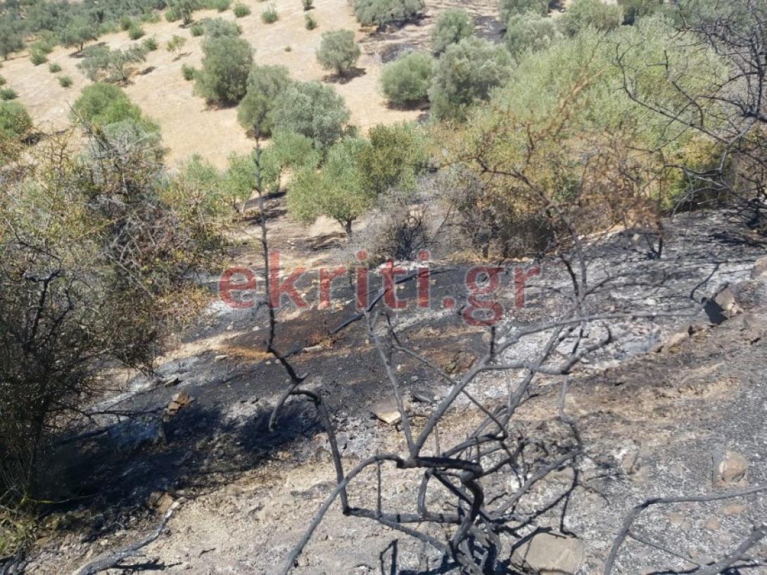 Η φωτιά έκαψε εκτάσεις με ελαιόδεντρα.