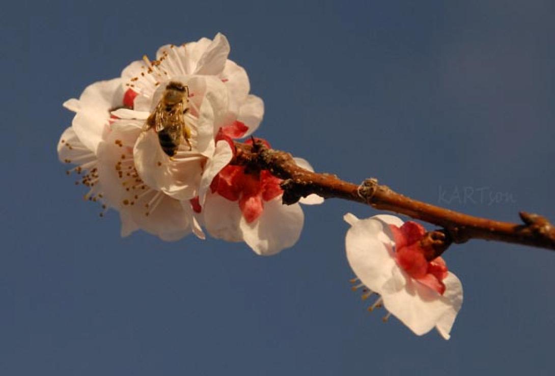 Παγκόσμια ημέρα της ποίησης με ανοιξιάτικη διάθεση