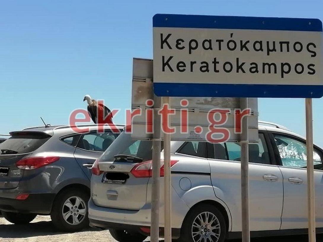 Στον Κερατόκαμπο  ο γυπαετός