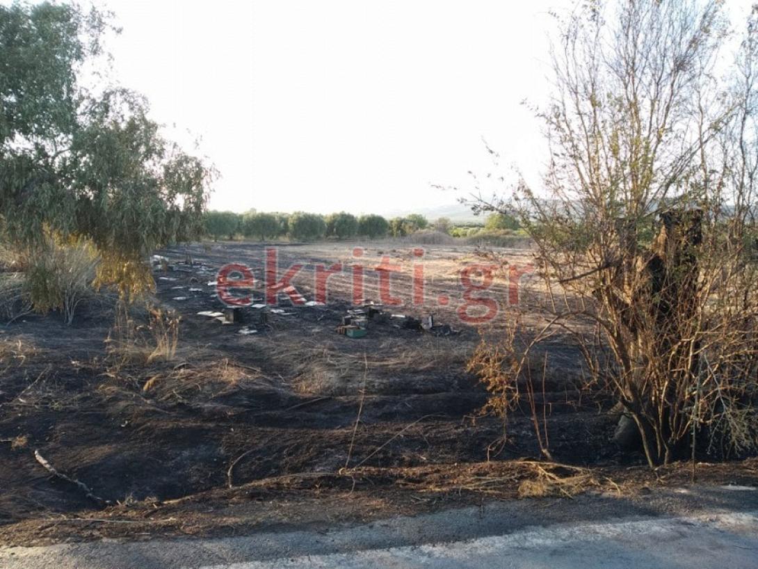 Η καμένη έκταση με τα μελίσσια.