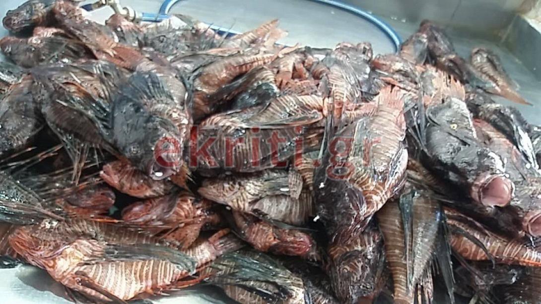 λεοντόψαρα