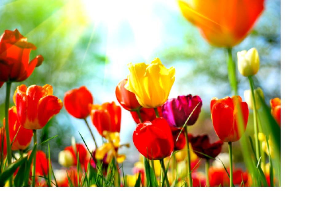 Καλλιεργητικές φροντίδες Μαΐου