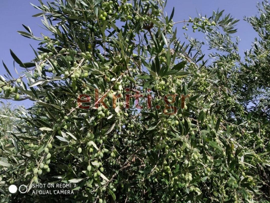 Ο δάκος μειώθηκε σημαντικά