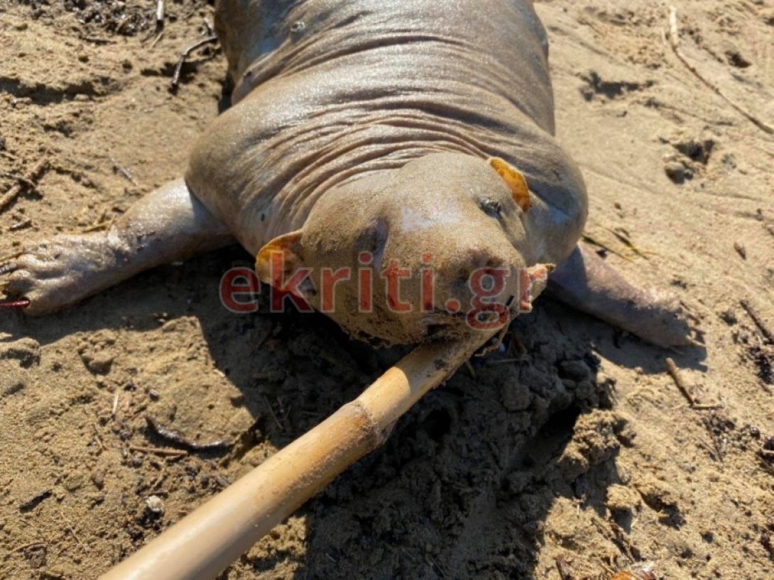 Ουδείς γνωρίζει για τι ζώο πρόκειται