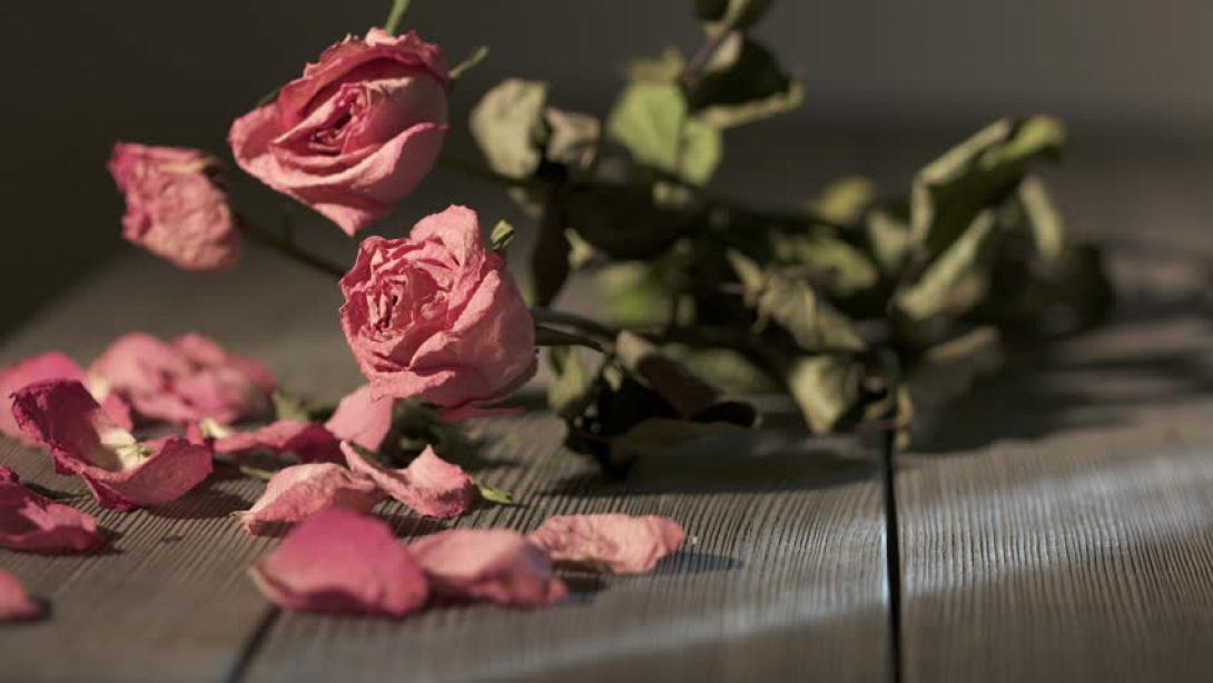 μαραμένα τριαντάφυλλα