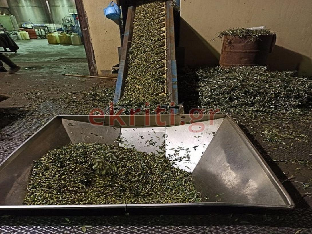 Ελαιόκαρπος σε ελαιουργείο