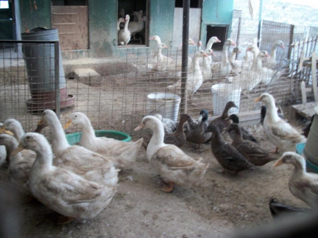 Η γρίπη των πτηνών "χτύπησε" φάρμα με πάπιες στη Βρετανία