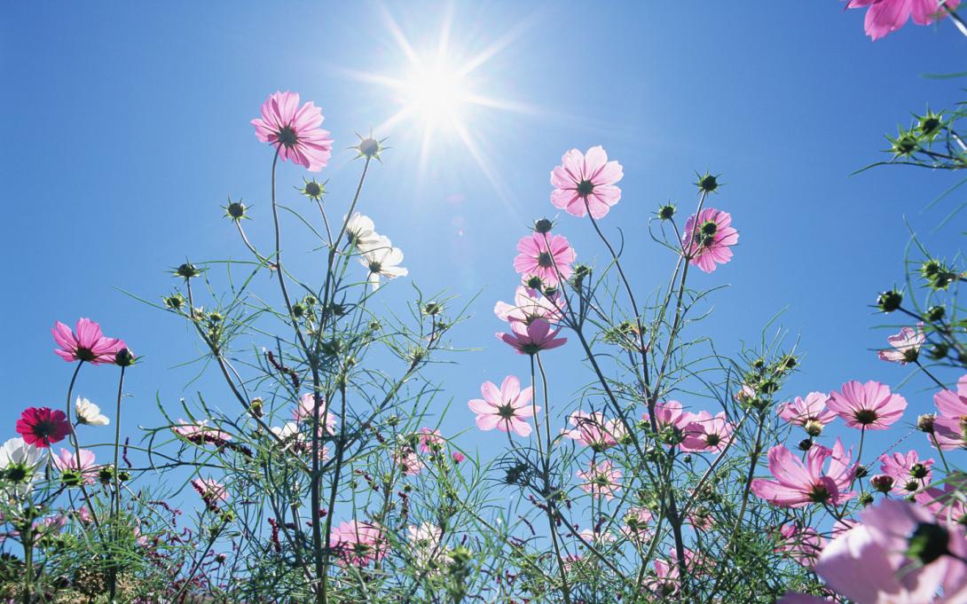 1440x900_blue_sky_flowers_hm031_350a.jpg