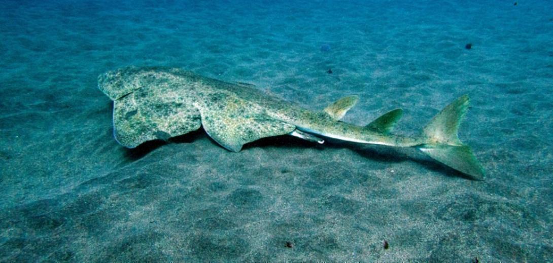 αγγελοκαρχαριας