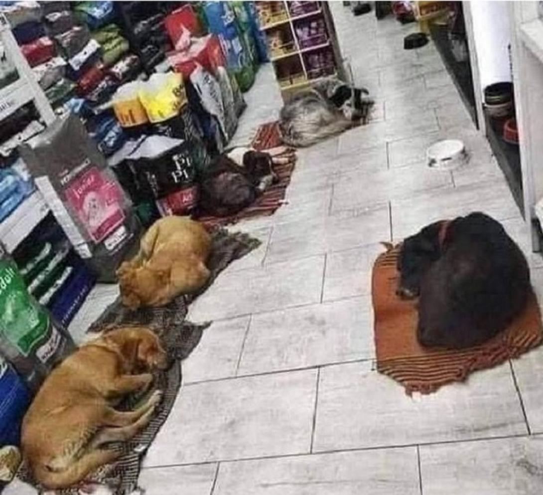 αδεσποτα ζώα