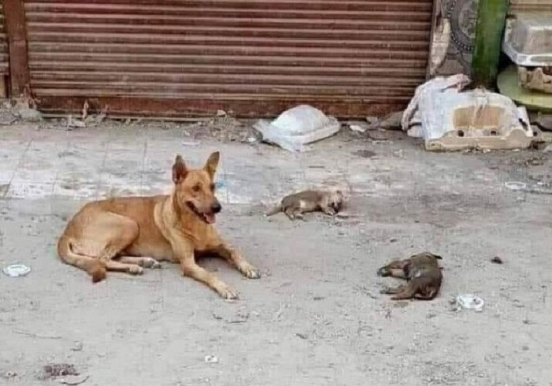 Η φωτογραφία που έγινε viral 