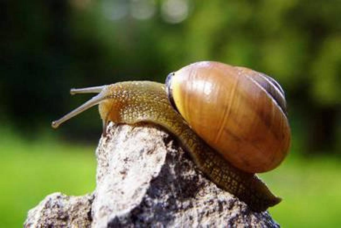 σαλιγκάρια