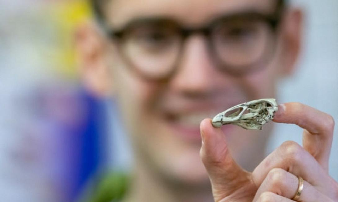 Απολίθωμα πουλιού