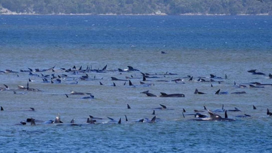 φαλαινες- τασμανια